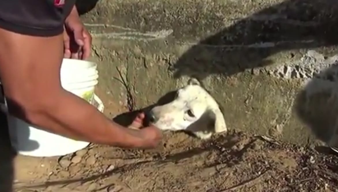 Beszorult a kutya feje, fúróval kellett kiszedni – videó