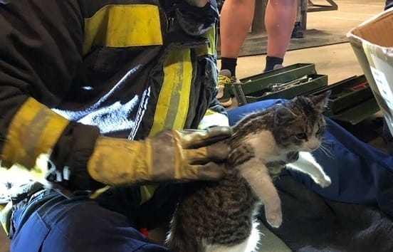 Autó motorteréből mentettek macskát a tűzoltók