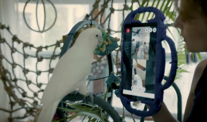 Egy szívmelengető kísérletben kiderült, hogy a papagájok is szeretnek videótelefonálni a barátaikkal