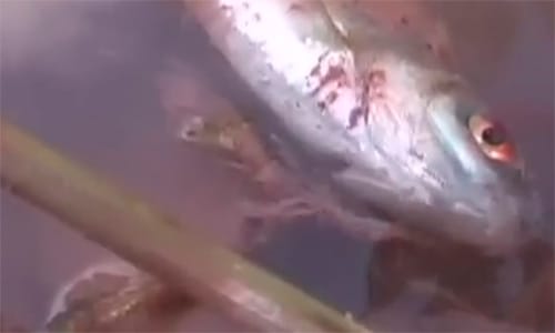 Videó: a Marcalnak és a Torna-pataknak vége