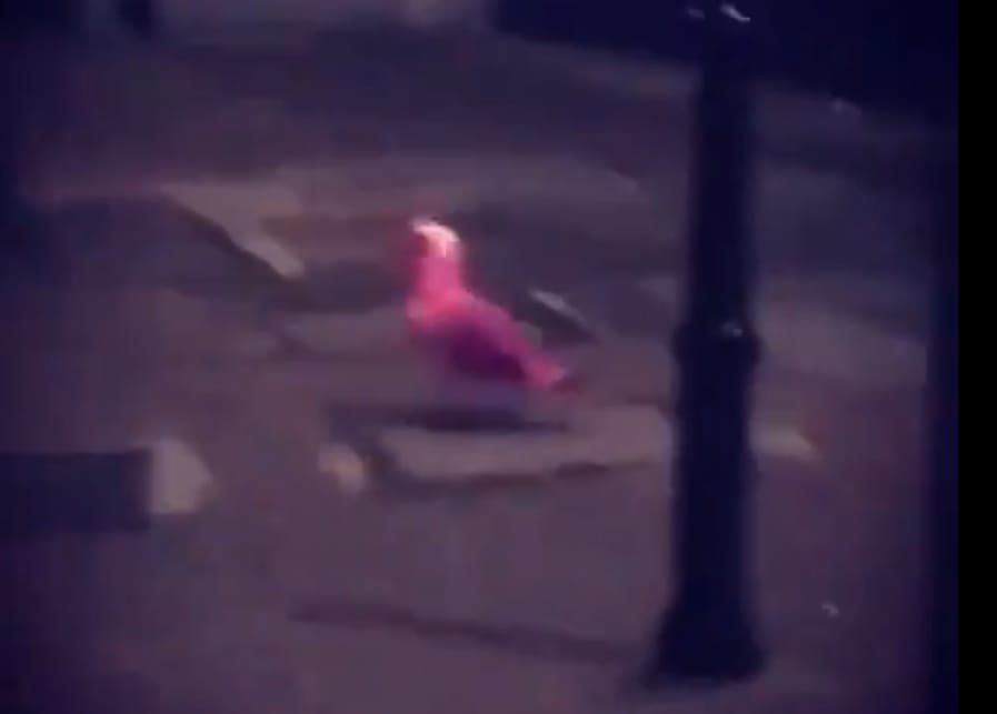 Pink sirály tartja lázban egy angol város lakóit - videó