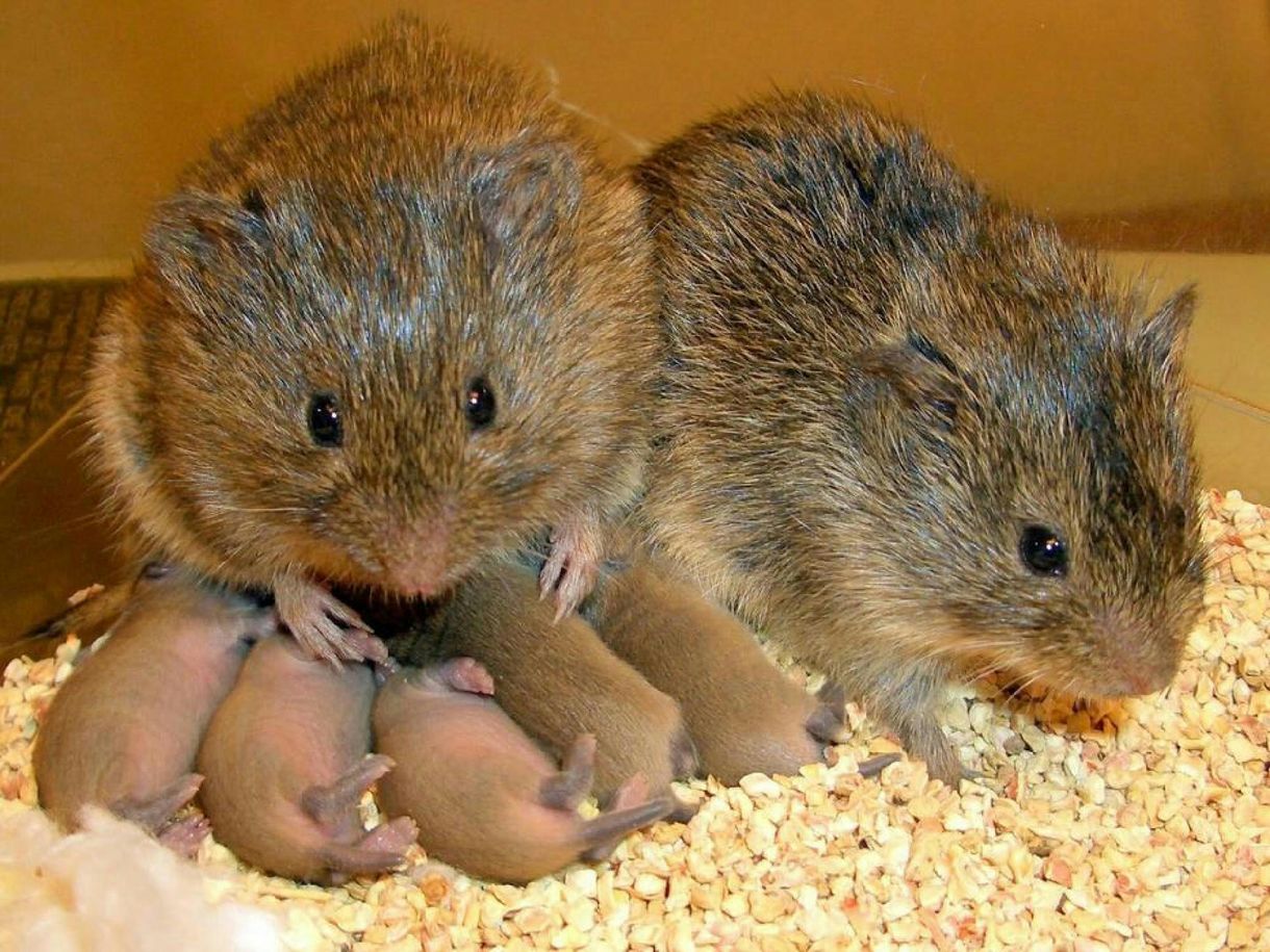 Kisállatokon vizsgálták, de nagyon emberi: így működik a szerelem, a szeretet és a ragaszkodás