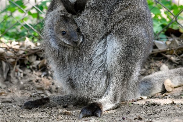Kenguru ugorhat át az úton – jelzi több tábla Orosházán