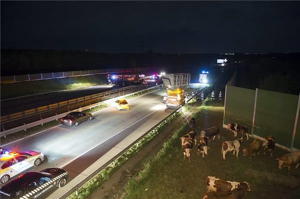 Tehenek szenvedtek balesetet hajnalban az M0-án - fotók