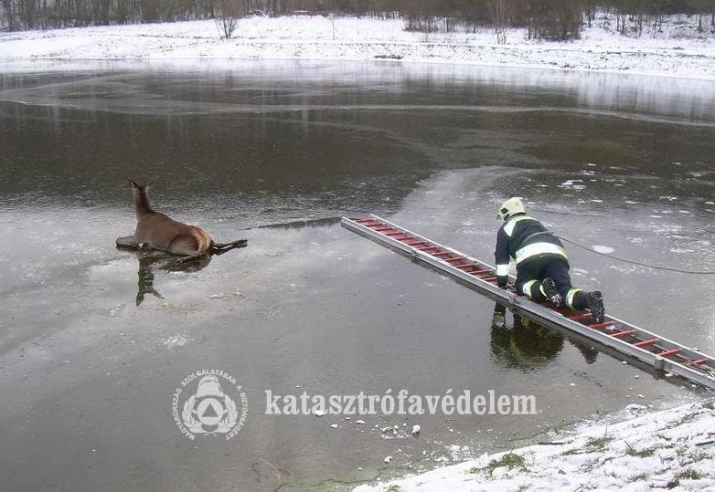 Szarvast mentettek ki a jégről - fotók