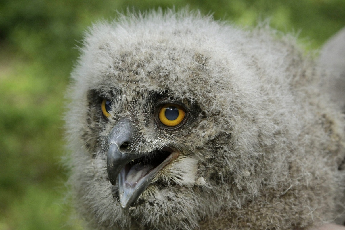 Fotó: évek óta nem volt példa erre, Bubo bubo szaporodott