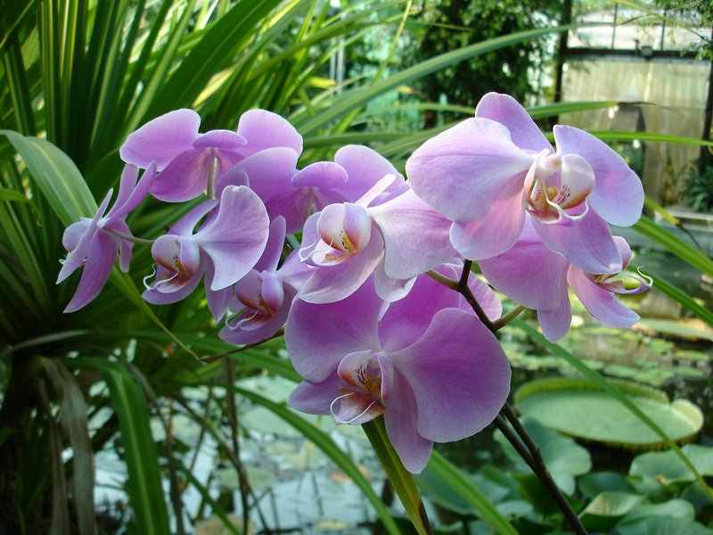 Hogyan neveljünk orchideát otthon? Kertész tippek