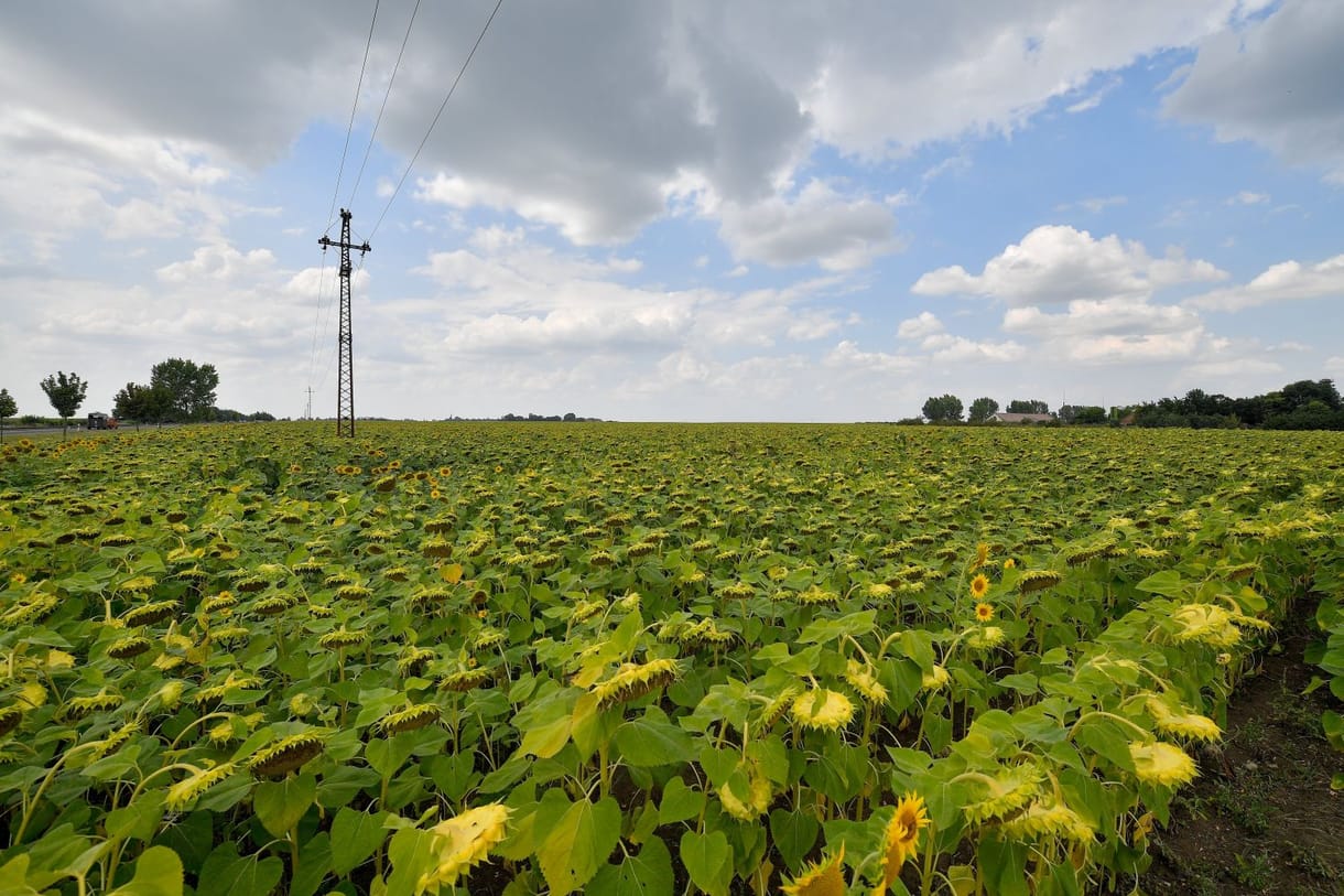 Marad mit a tejbe aprítania az őrizetbe vett helyettes agrárállamtitkárnak