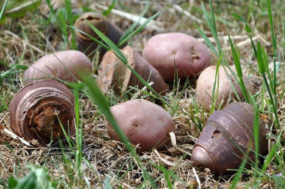 Krumplik közé keveredett bombákhoz riasztották a tűzszerészeket Dunaegyházán