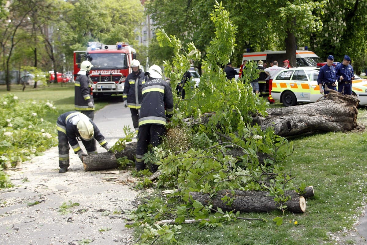 Fa dőlt egy gyerekre és anyjára Budapesten 