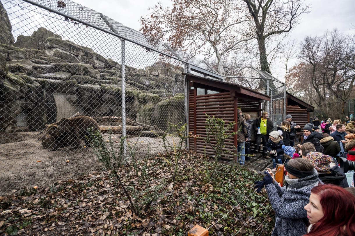 Az Állatkert visszautasítja Fekete Péter ötletét, nem akarnak vegyülni a cirkusszal