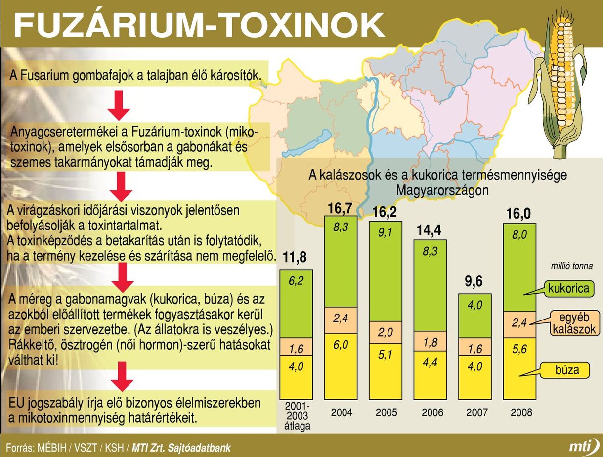 Hogyan kerül toxin a kenyérbe? – grafika