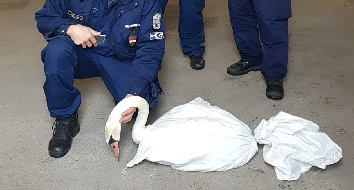 Úttestre zuhant hattyút mentettek a BAZ megyei rendőrök