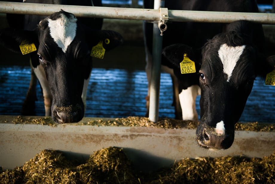 Bonafarm: Csányi újabb tízmilliárdokat dobott be