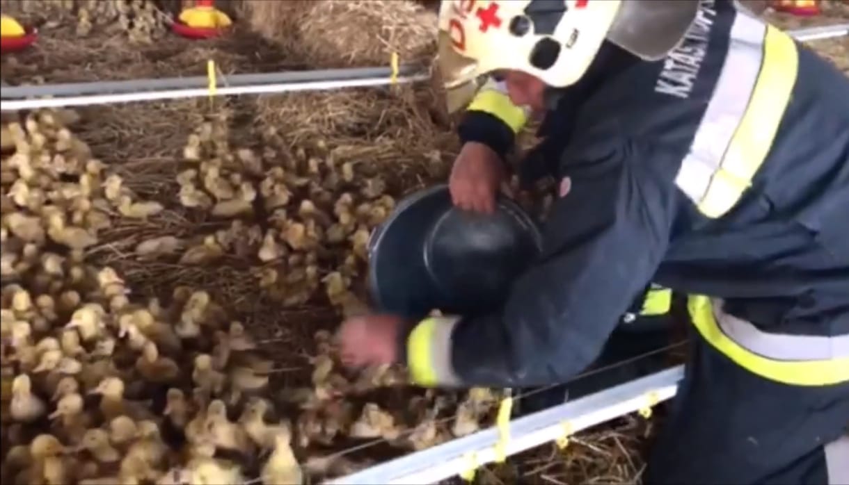 Húszezer kiskacsát mentettek ki a tűzoltók egy hajdúböszörményi tűzből – videó
