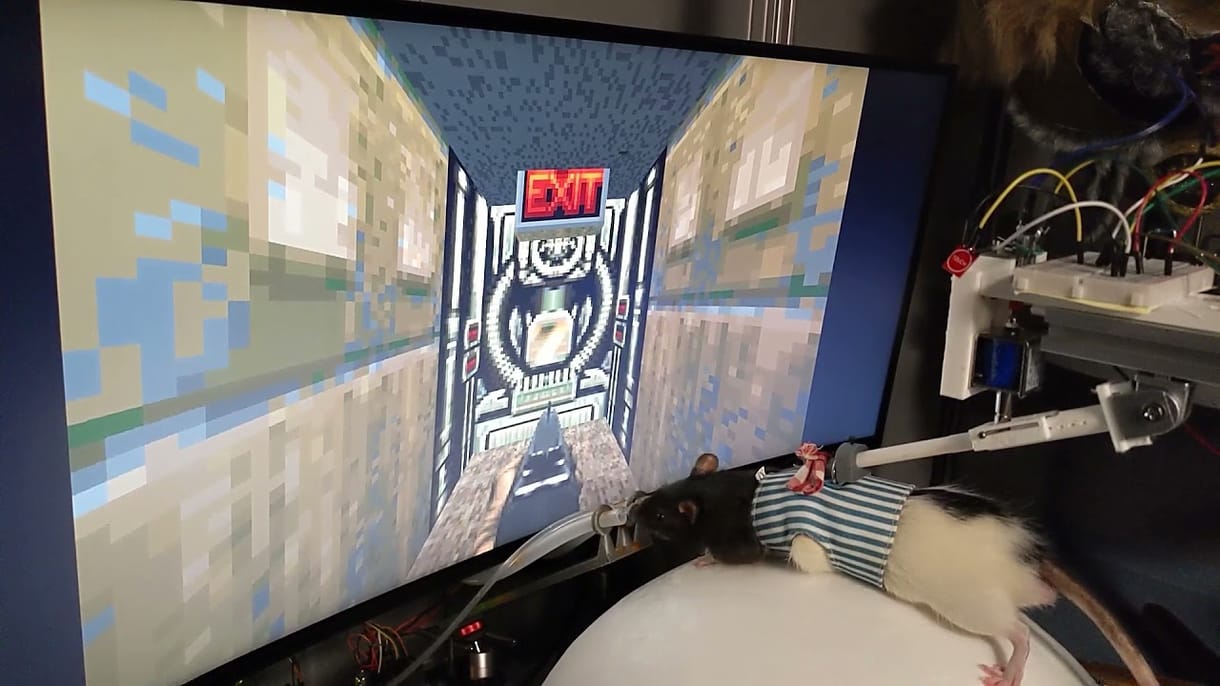 Patkányokat tanított meg doomozni egy magyar kutató – videó