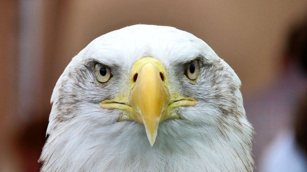 Egy sas pusztított el egy kormányzati drónt Amerikában
