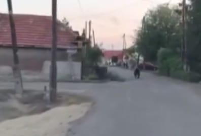 Még sincs meg, újra megszökött üldözői elől a medve