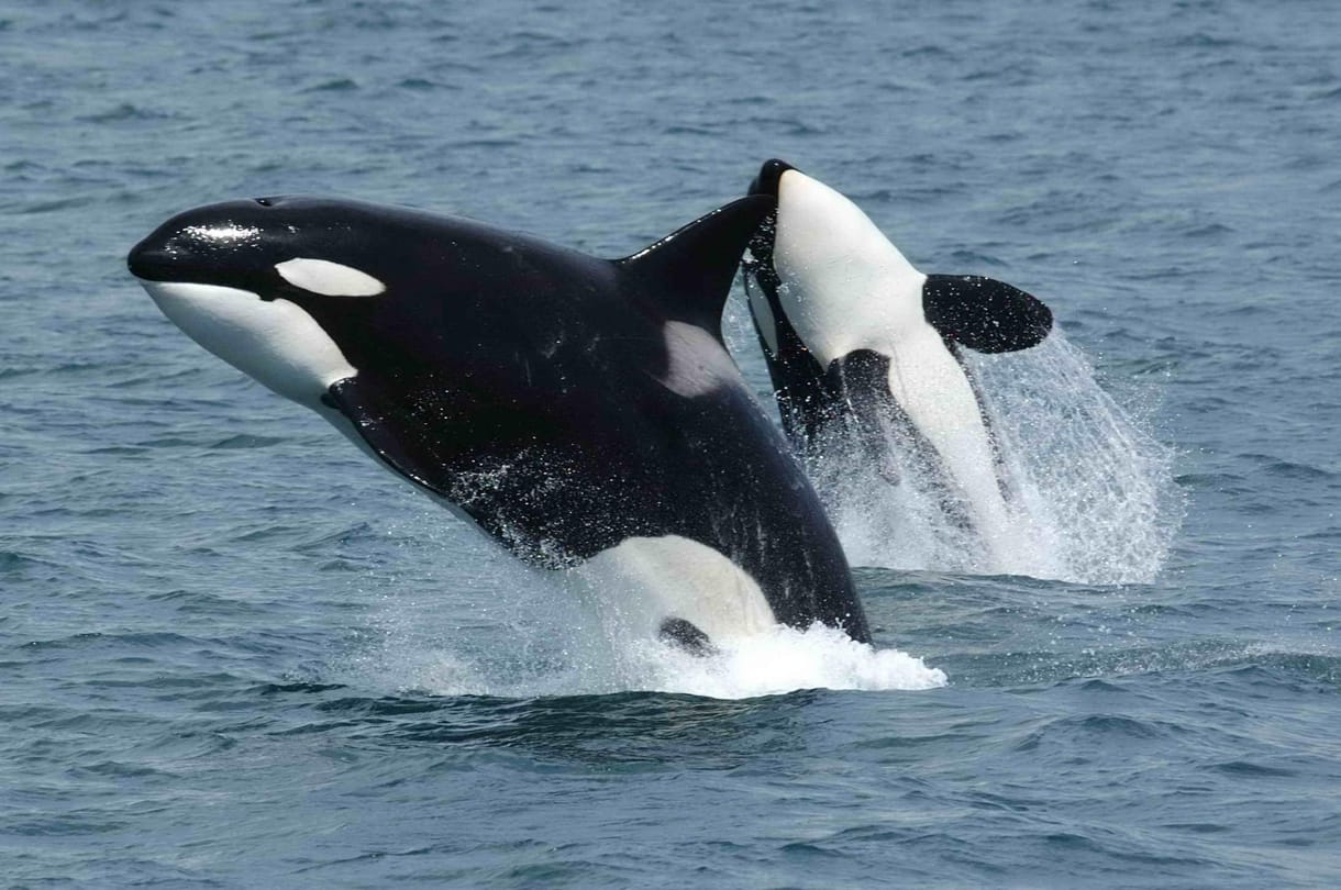 Elsüllyesztettek egy 15 méteres jachtot a kardszárnyú delfinek