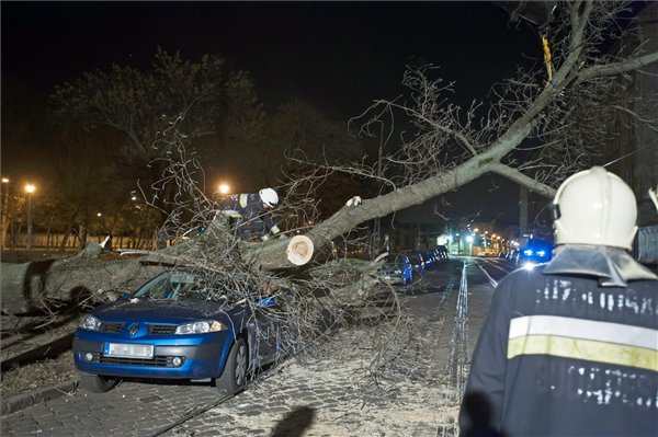 Fotók: tövestől kicsavart fa zuhant egy parkoló autóra