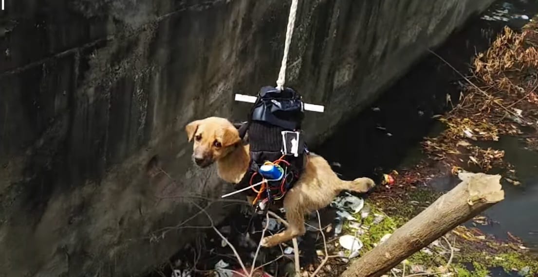 Videó: fogta magát a mérnök, és átépítette a drónt, hogy megmentse egy kiskutya életét – videó