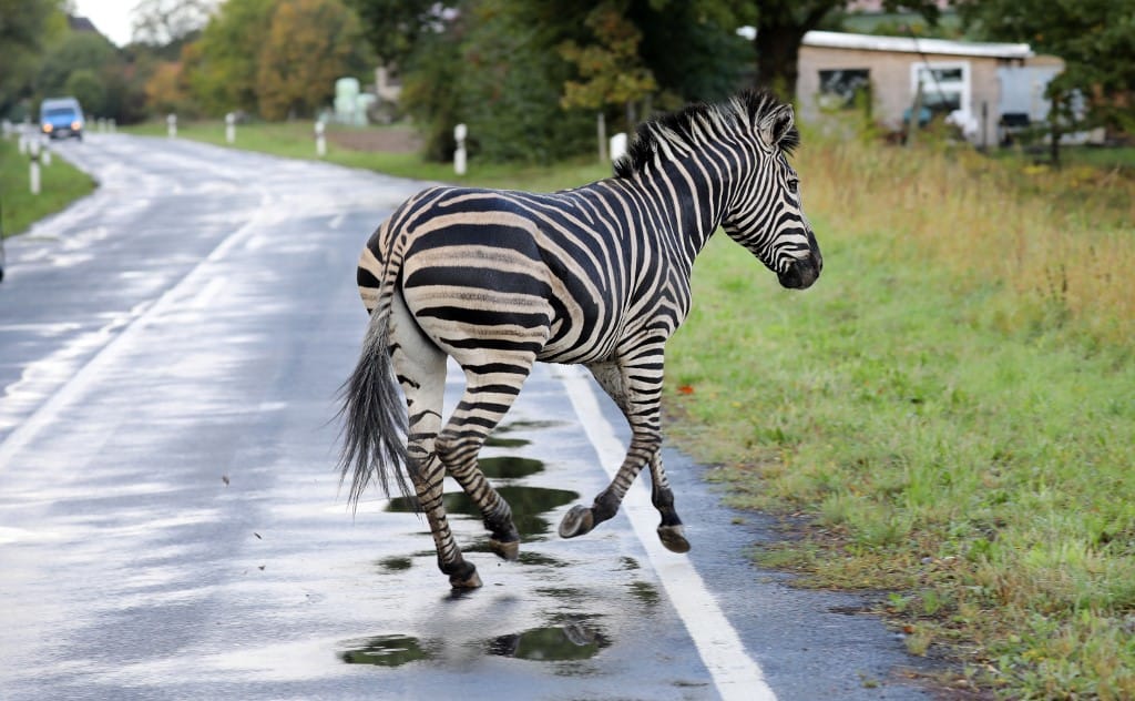 Lelőttek egy német autópályán rohangáló cirkuszi zebrát