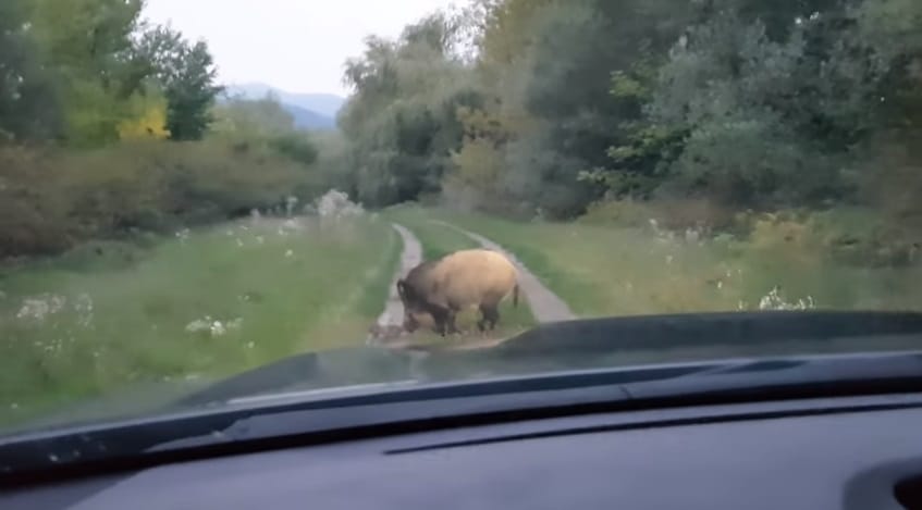 Magyar vaddisznó száguld a világhír felé – videó