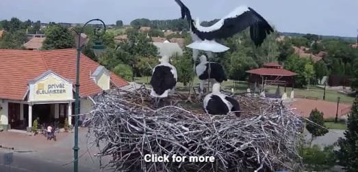 Videó: Tündéri a repülést gyakorolgató gólyafióka Jászfényszarun