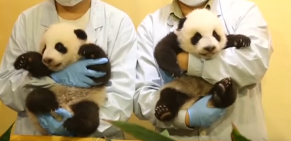 Cukiságok, amelyeket sose lehet megunni - videó az újabb pandaikrekről