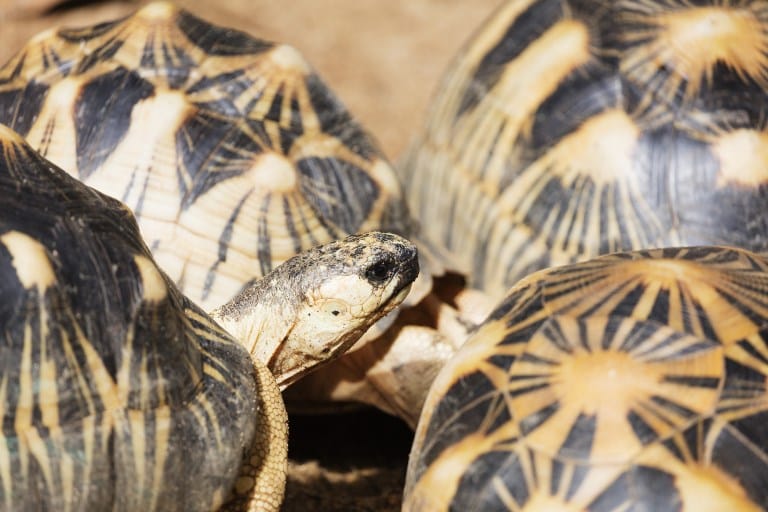 Több ezer, súlyosan veszélyeztetett teknőst zsúfoltak egy házba - elképesztő fotók