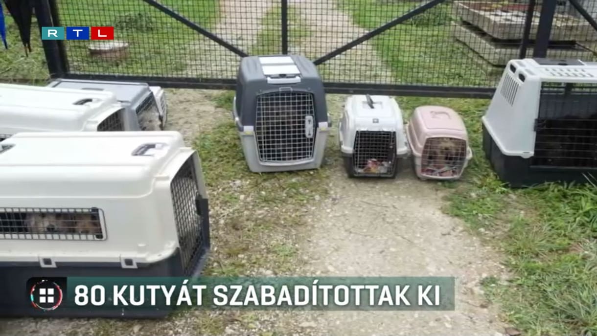 80 kutyát mentettek ki egy zalakoppányi házból, 21 tetemet a fagyasztóban találtak meg