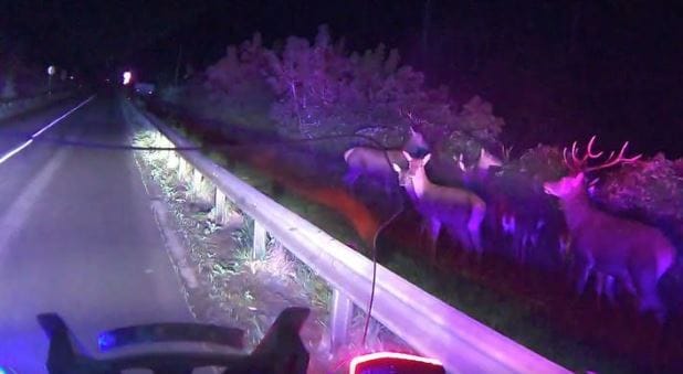 Rendőrmotorosok vették fel, ahogyan az ár elől menekülő szarvasokra vigyáznak