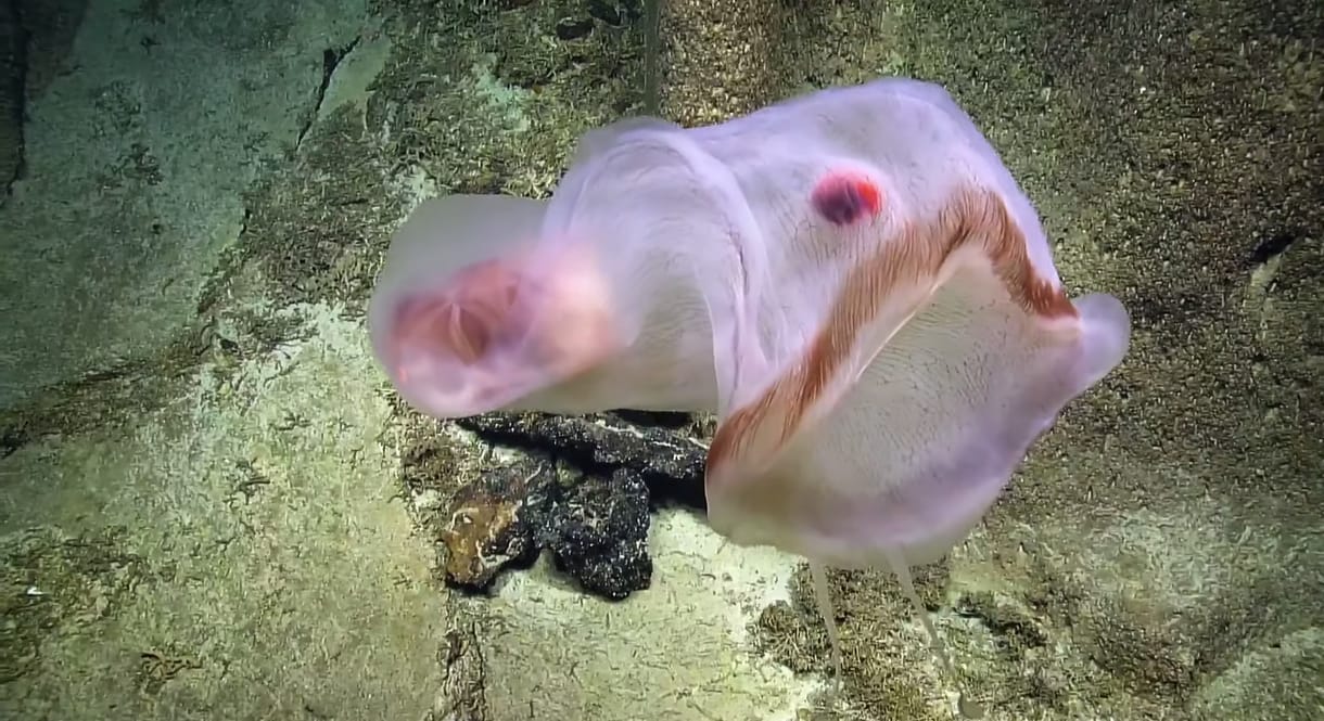 Különleges medúzát vettek filmre a tenger mélyén, egyből elkezdett vadászni – videó