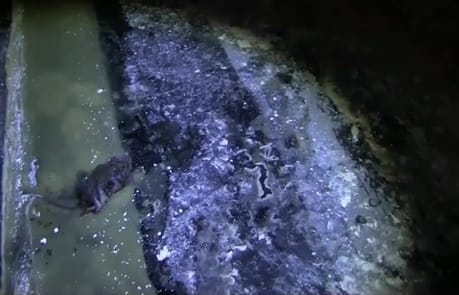 Fuldokló egeret találtak egy szaloncukorgyárban – horrorvideó