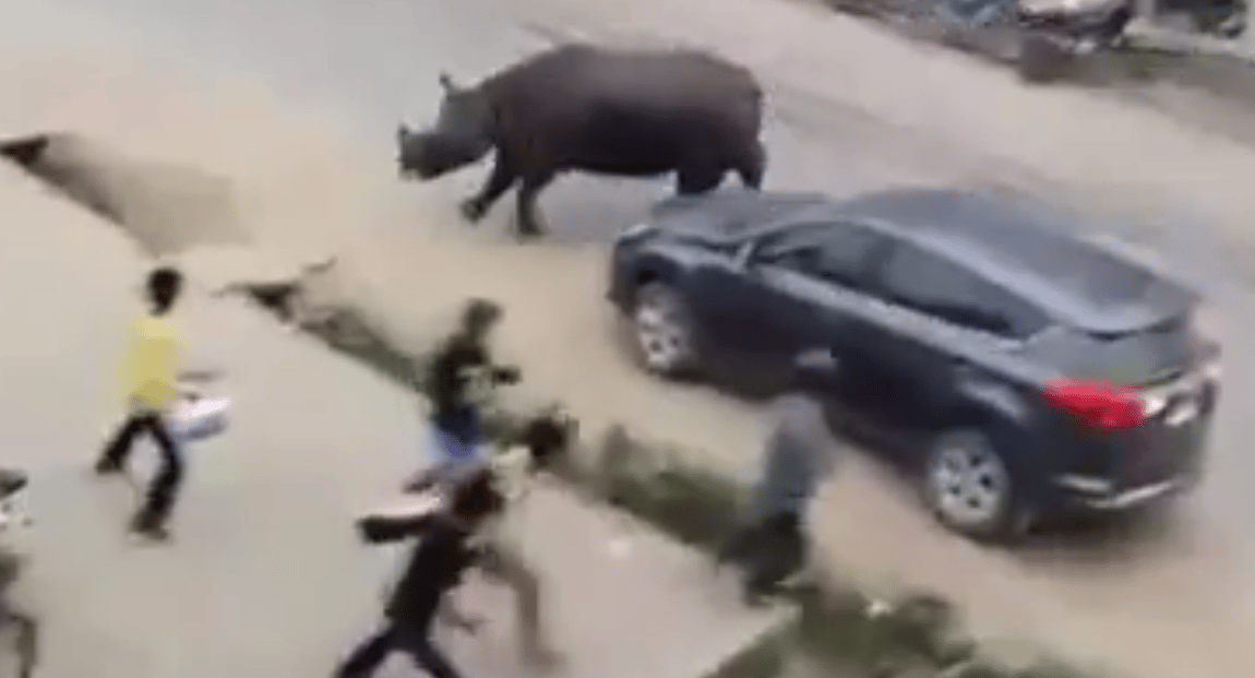 Videó: Betört a városba és embert ölt egy orrszarvú