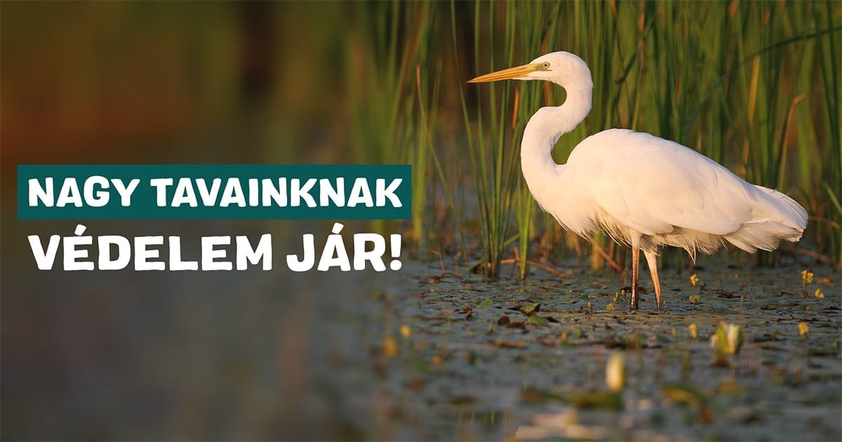 Arra kérik a kormányt, hogy ne lehessen beruházásokat végezni a hazai tavaknál