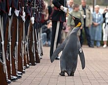 Norvég díszőrség előtt avatták vezérőrnaggyá az edinburgh-i állatkert pingvinjét – videó