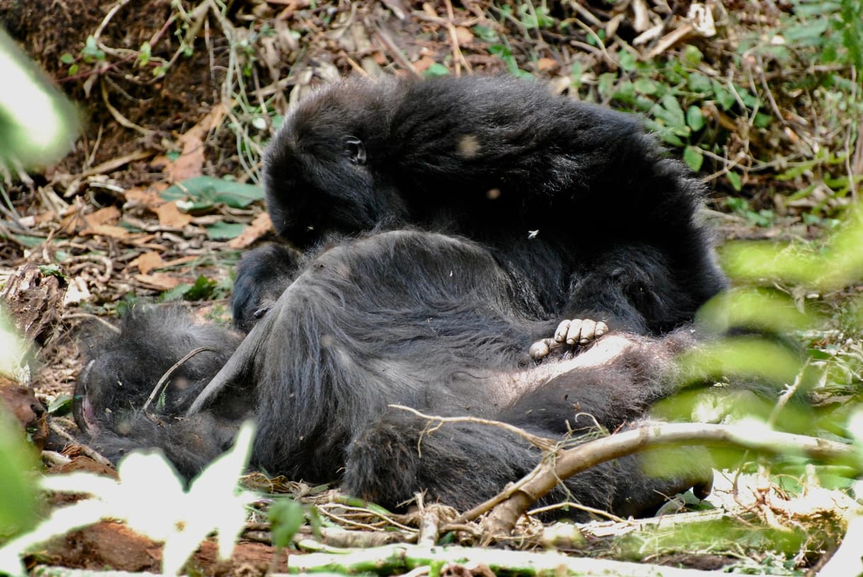 Szívszorító dolog derült ki a gorillákról – videó