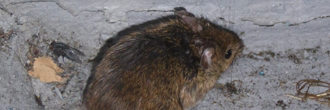 Fagyott egértetem, ürülék, penész – lecsapott a Nébih egy szabolcsi vállalkozásra