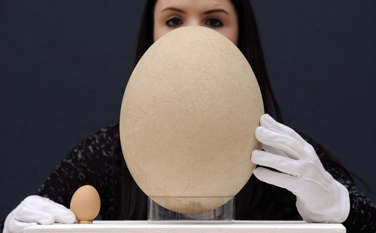 Fotó: gigantikus ősleletet árvereznek el Londonban