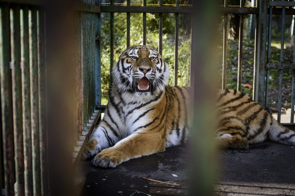 Fogamzásgátlót kap az új debreceni tigris – fotók