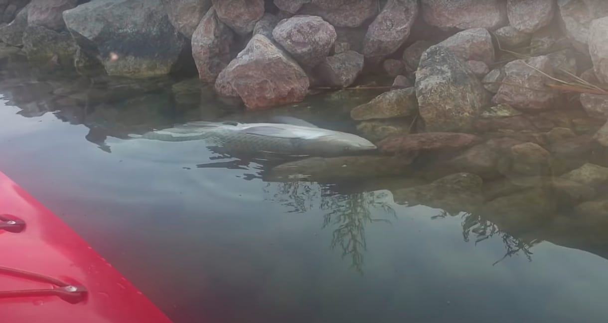 Furcsán viselkedő halakat vettek videóra a Velencei-tóban