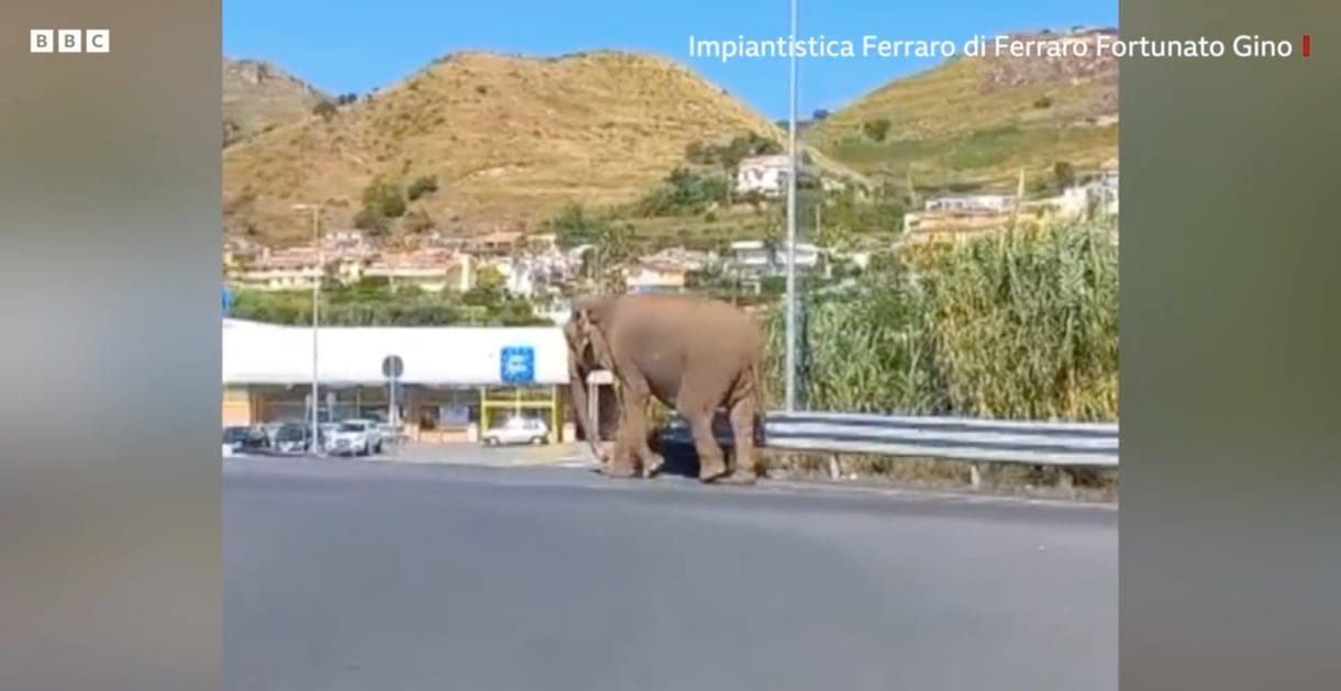 Videóra vették, ahogy egy elefánt békésen sétálgat egy olasz körforgalomban