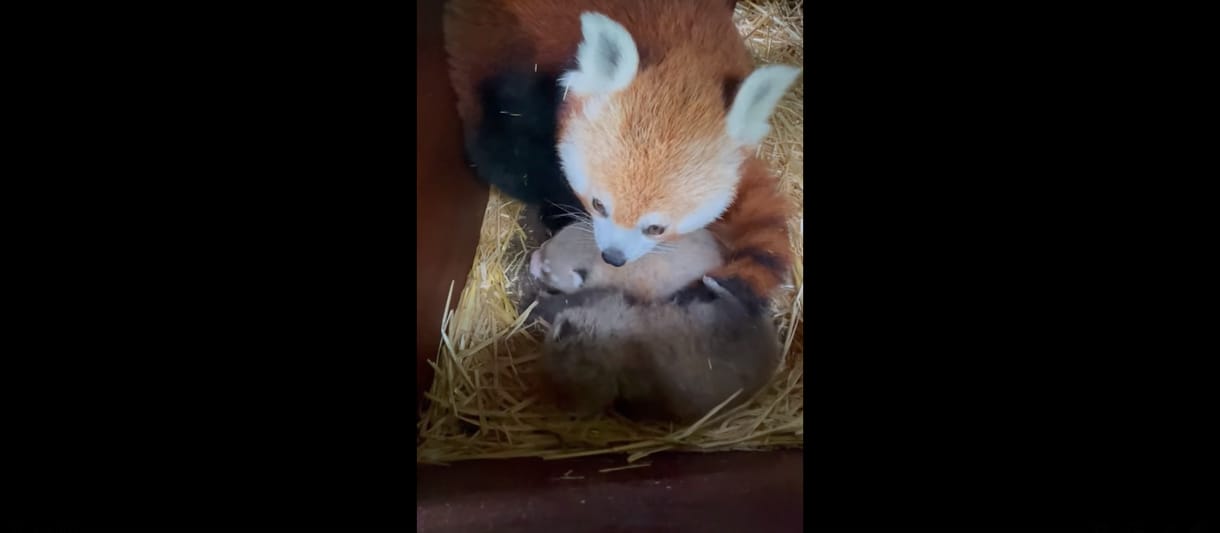 Angliában is vörös pandák születtek