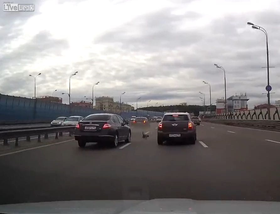 Ekkora káoszt képes okozni egy macska a többsávos úton - fotó