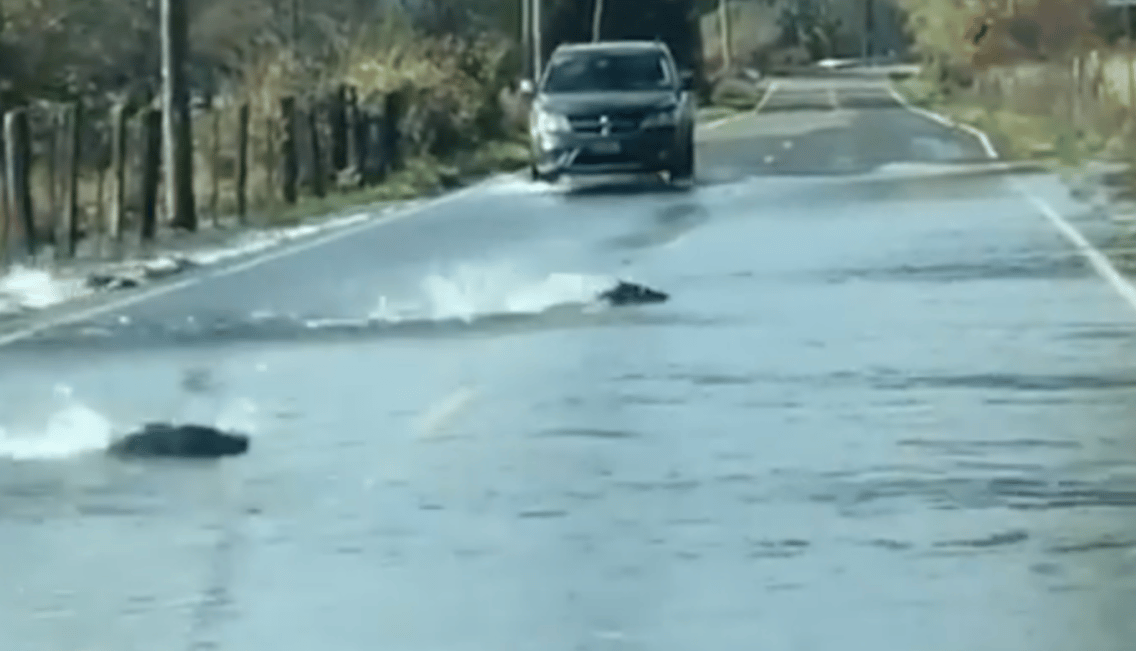 Videó: Akkora árvíz volt egy főúton, hogy felúsztak rajta a lazacok