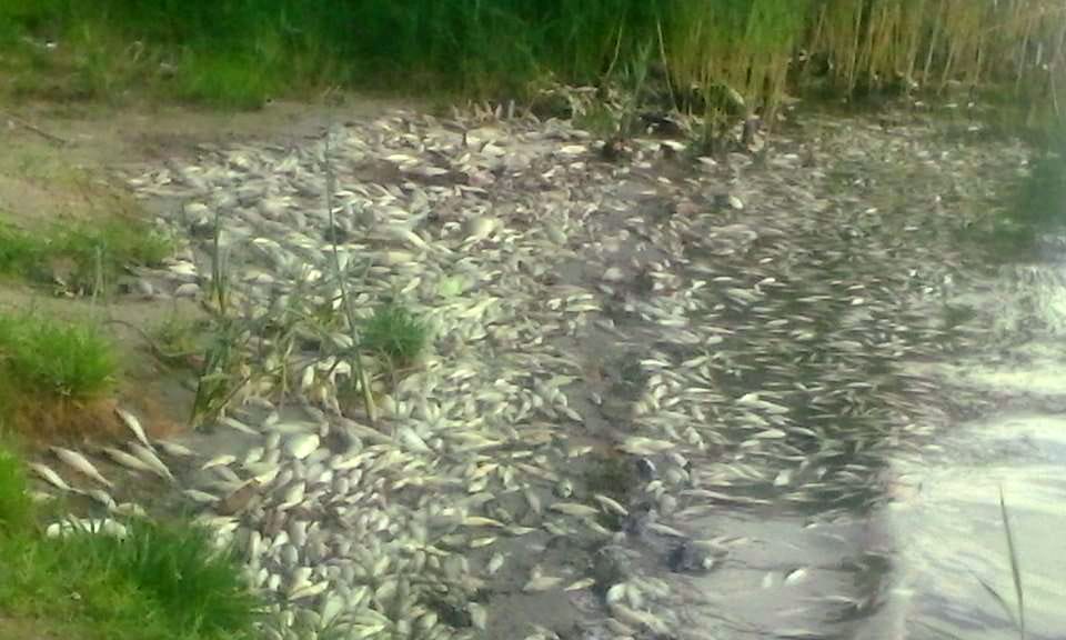 Napok óta tömegével pusztulnak a halak a tatai Öreg-tóban