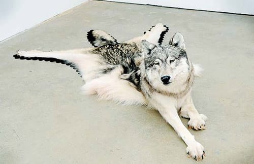 Újraértelmezi a taxidermiát Nicholas Galanin