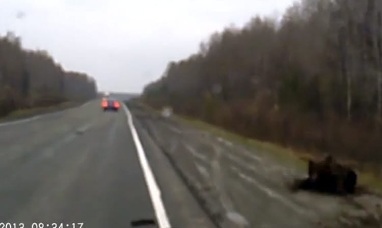 Elképesztő videó: medve kontra autó, melyik a keményebb?