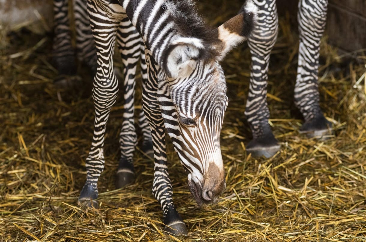 Fotók: Tündéri kiszebra született Nyíregyházán